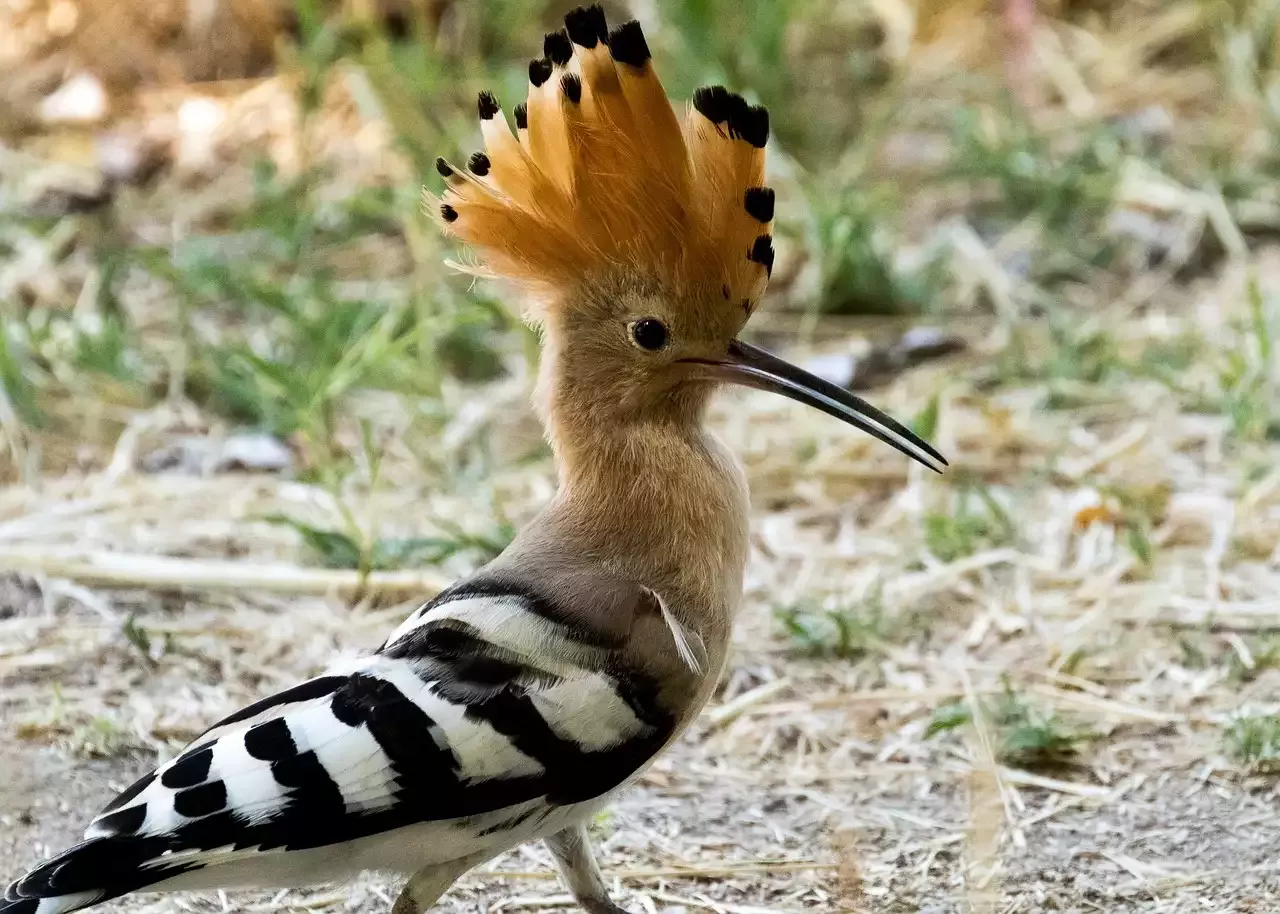 Watching Exotic Birds - The Hoopoe