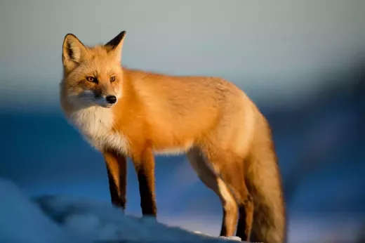 Try your Hand at Wildlife Photography
