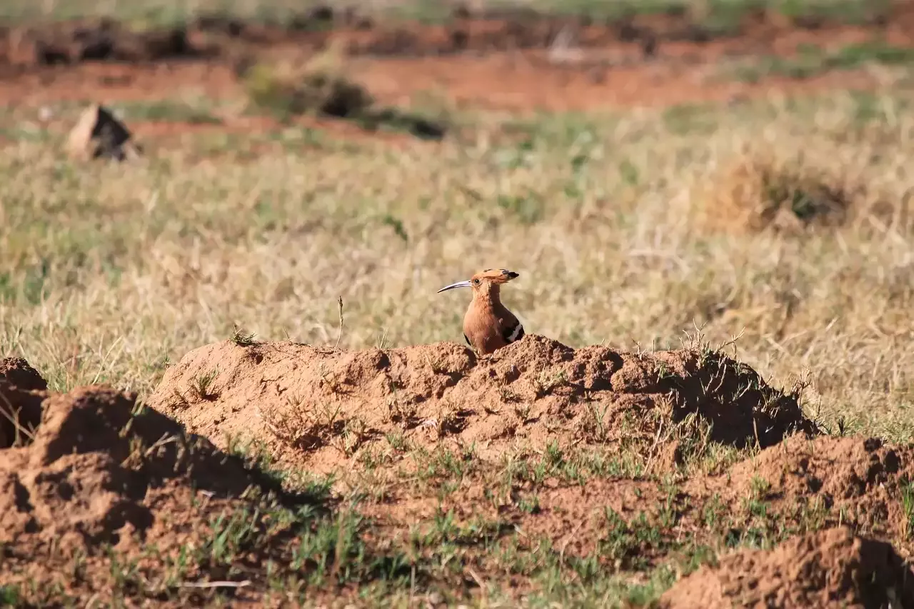 Bird Watching at Home is a Relaxing Hobby