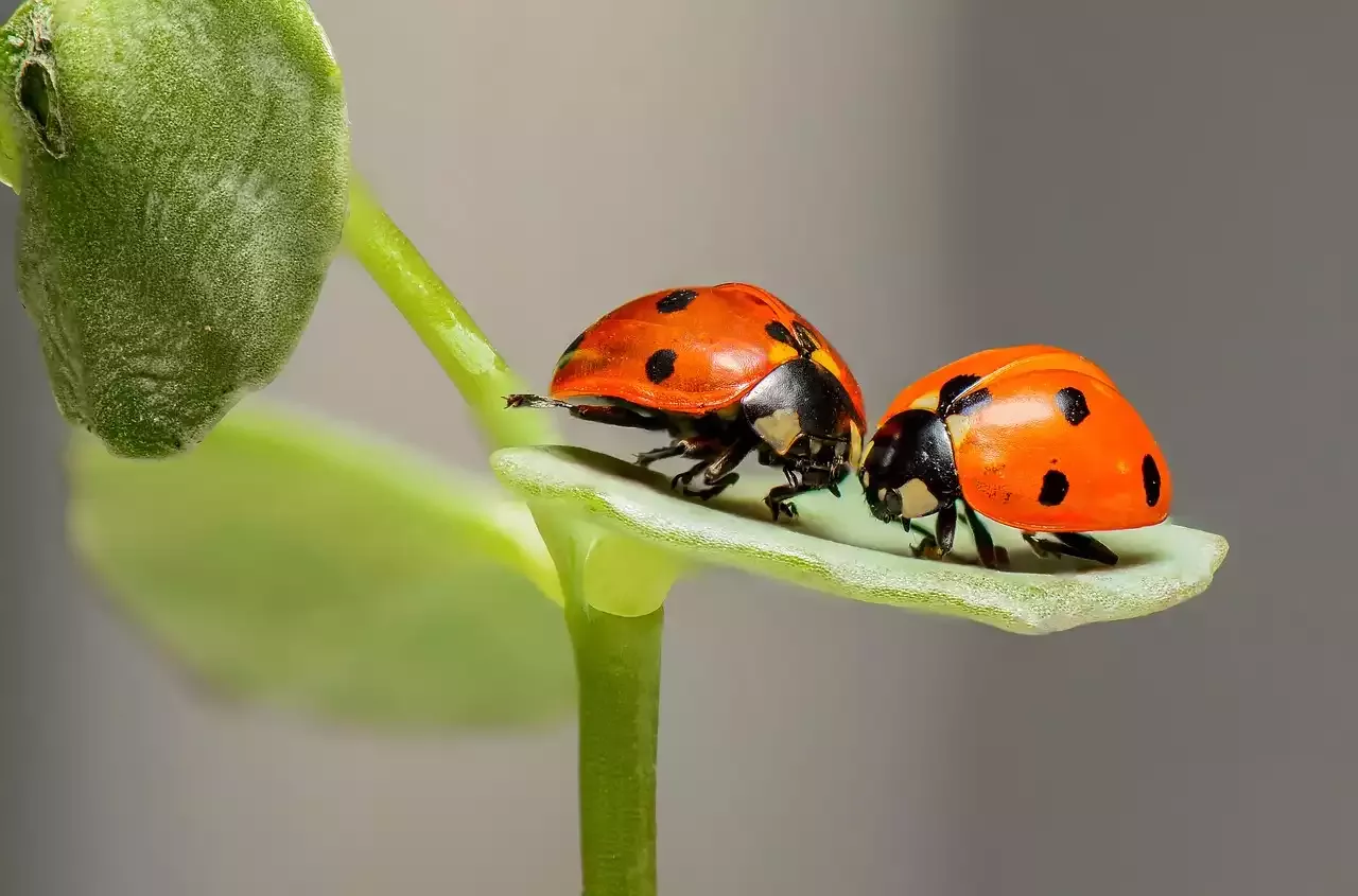Insects, Flowers and Macro Photography