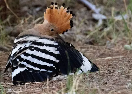What Types of Birds can you see in your Garden?