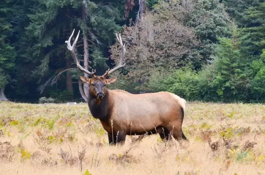Tips on How to Hunt Elk